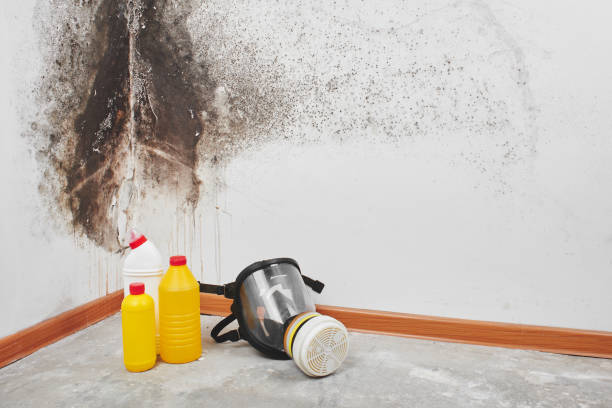 Best Office Mold Removal Services  in Manchester, WA