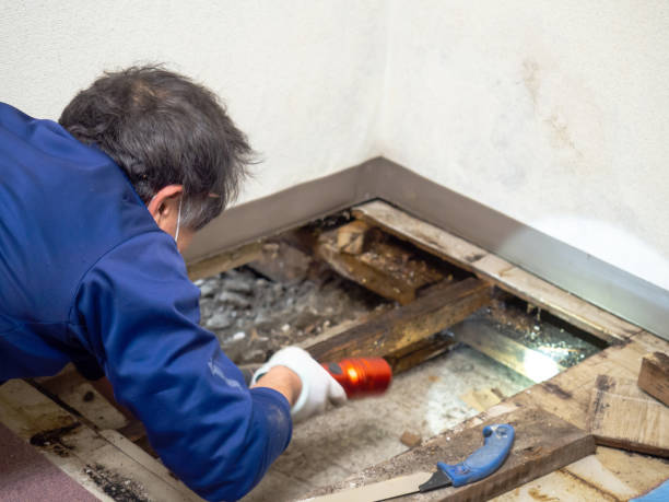 Best Mold Removal Company Near Me  in Manchester, WA
