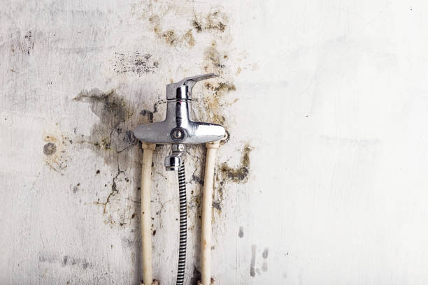 Best Home Mold Removal  in Manchester, WA