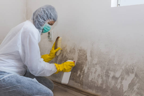 Best Mold Remediation  in Manchester, WA