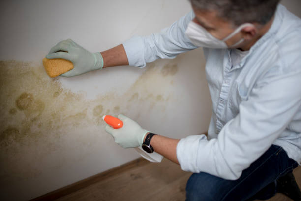 Best Mold Remediation Experts  in Manchester, WA