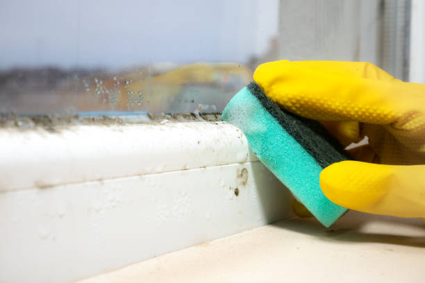 Best Residential Mold Removal  in Manchester, WA