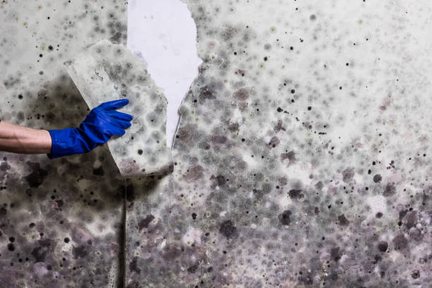 Best Mold Testing  in Manchester, WA
