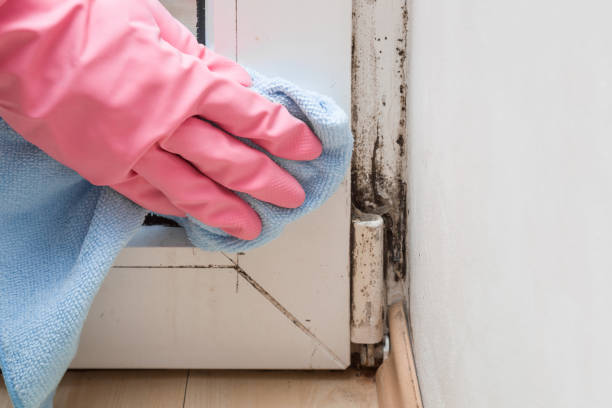 Best Mold Damage Repair  in Manchester, WA