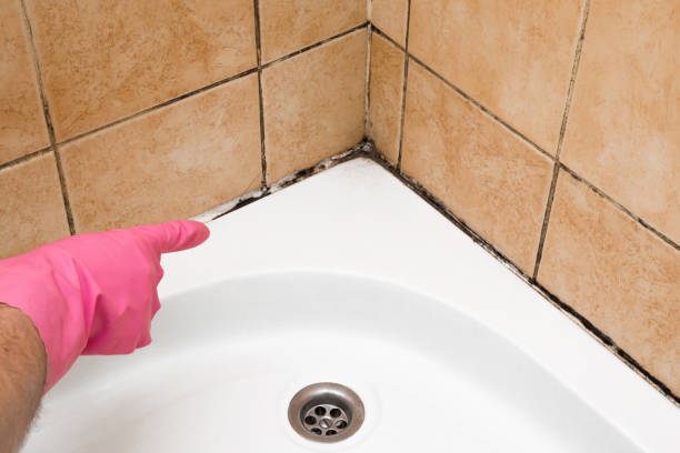 Best Same-Day Mold Removal  in Manchester, WA